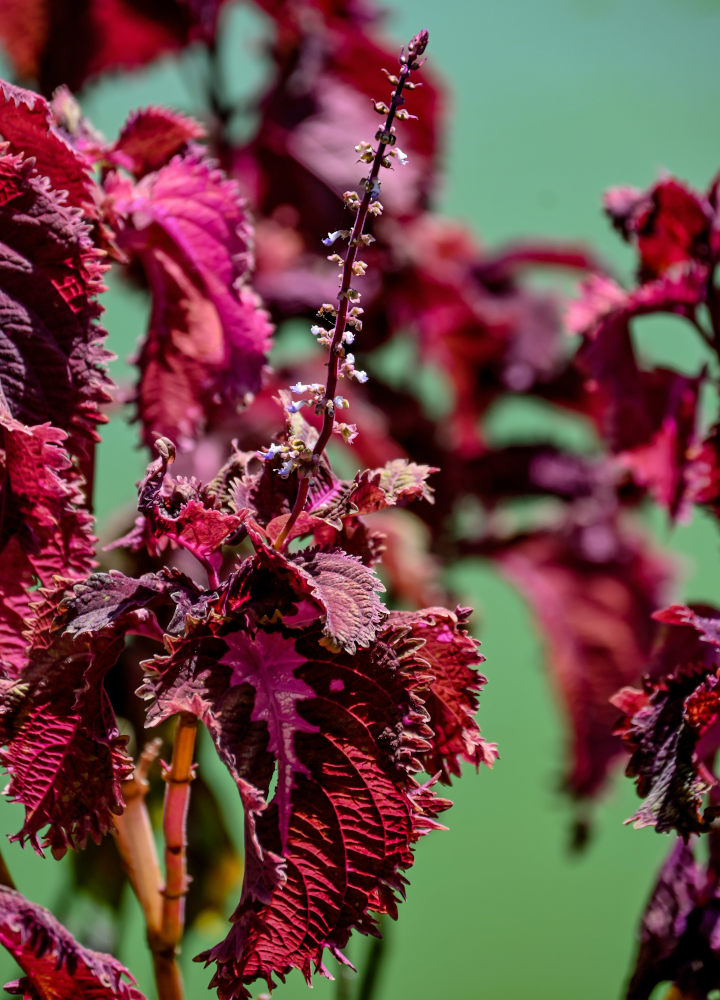 Изображение особи Coleus scutellarioides.