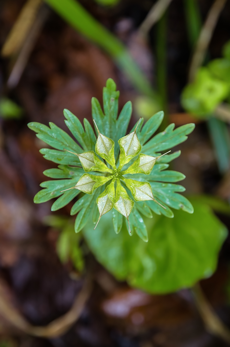 Изображение особи Eranthis stellata.