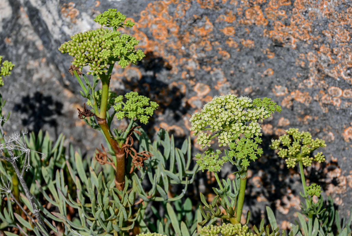 Изображение особи Crithmum maritimum.