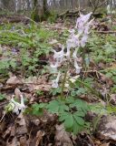 Corydalis caucasica
