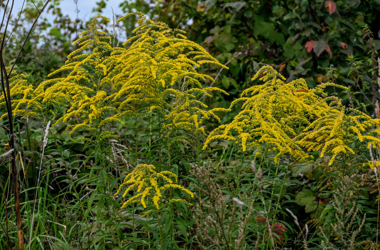Изображение особи Solidago canadensis.