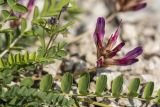Astragalus buschiorum. Соцветие и листья. Дагестан, Казбековский р-н, окр. села Ново-Зубутли, каменистая осыпь. 27.04.2026.