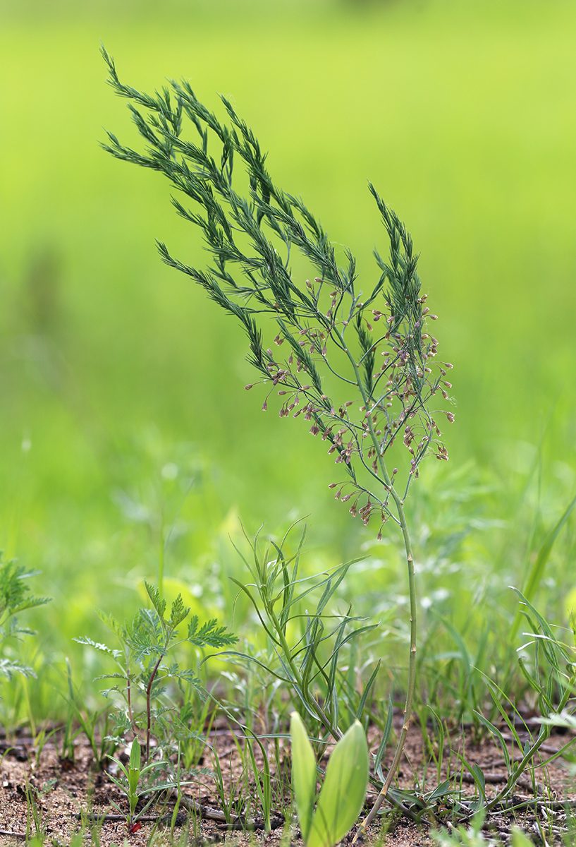 Image of Asparagus oligoclonos specimen.