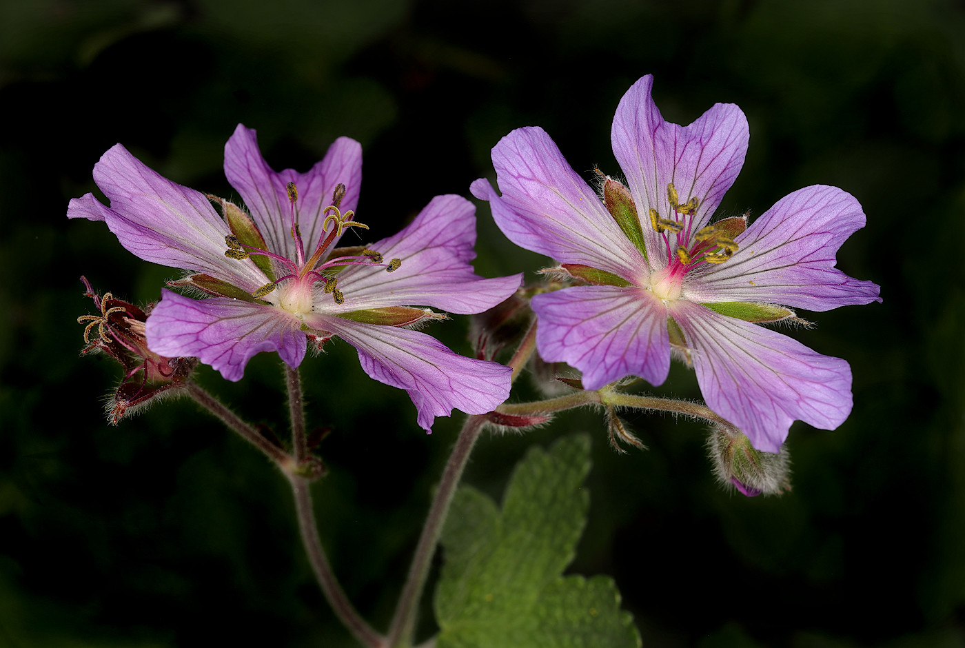 Изображение особи род Geranium.
