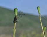 род Papaver