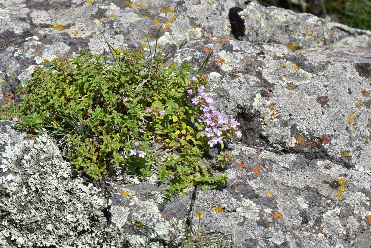 Image of genus Thymus specimen.