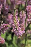 Psylliostachys suworowii. Верхушка соцветия. Белгородская обл., пос. Ракитное, ул. Сосновая, 2, в культуре. 3 июля 2026 г.