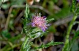 genus Centaurea. Верхушка побега с соцветием. Португалия, округ Бежа, дол. р. Рибейра-ду-Торгал, дубовой рощи. 04.06.2026.