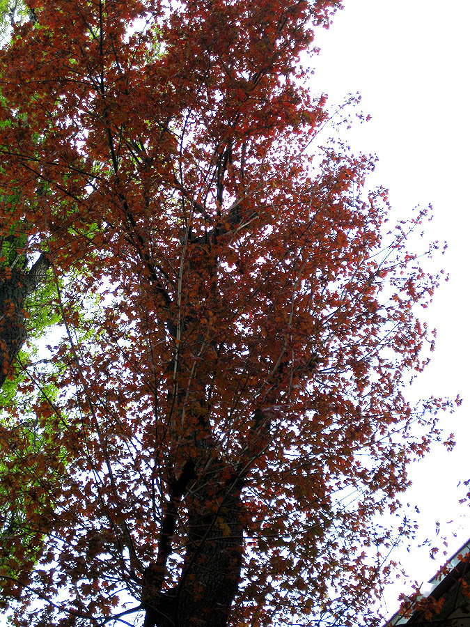 Image of Acer platanoides specimen.