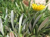 Gazania × hybrida