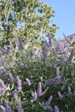 Vitex agnus-castus