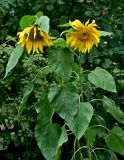 Helianthus annuus. Верхушки цветущих растений. Московская обл., г. Железнодорожный, в культуре. 21.08.2026.