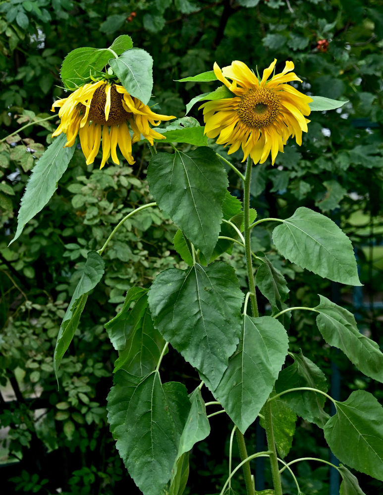 Image of Helianthus annuus specimen.