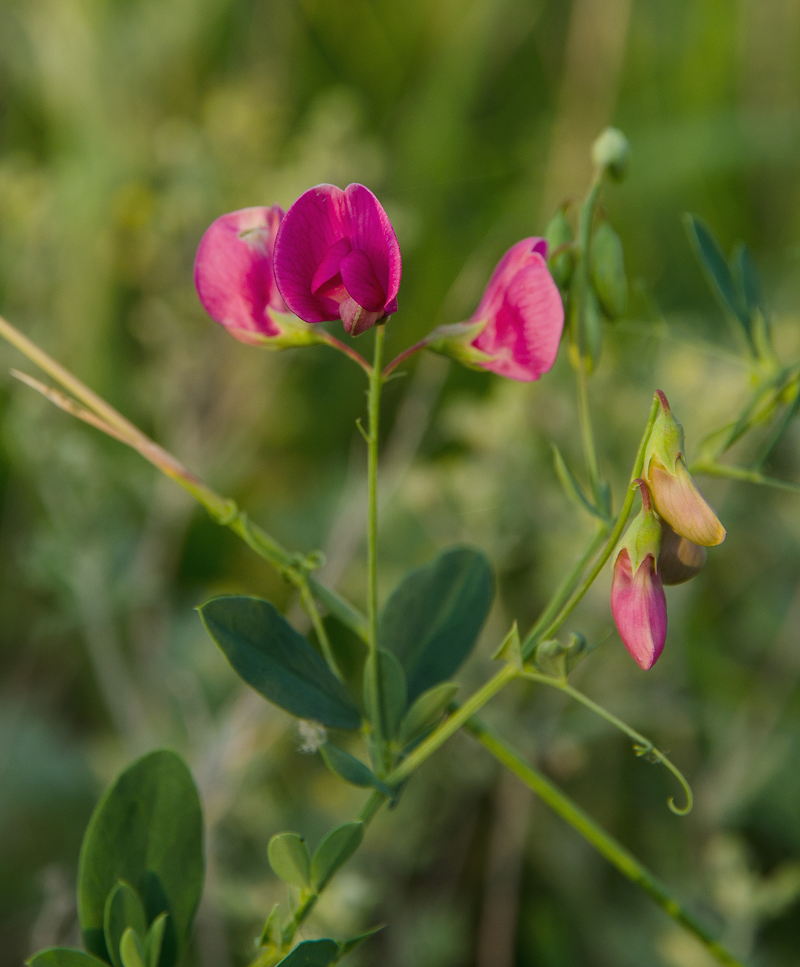 Image of Lathyrus tuberosus specimen.