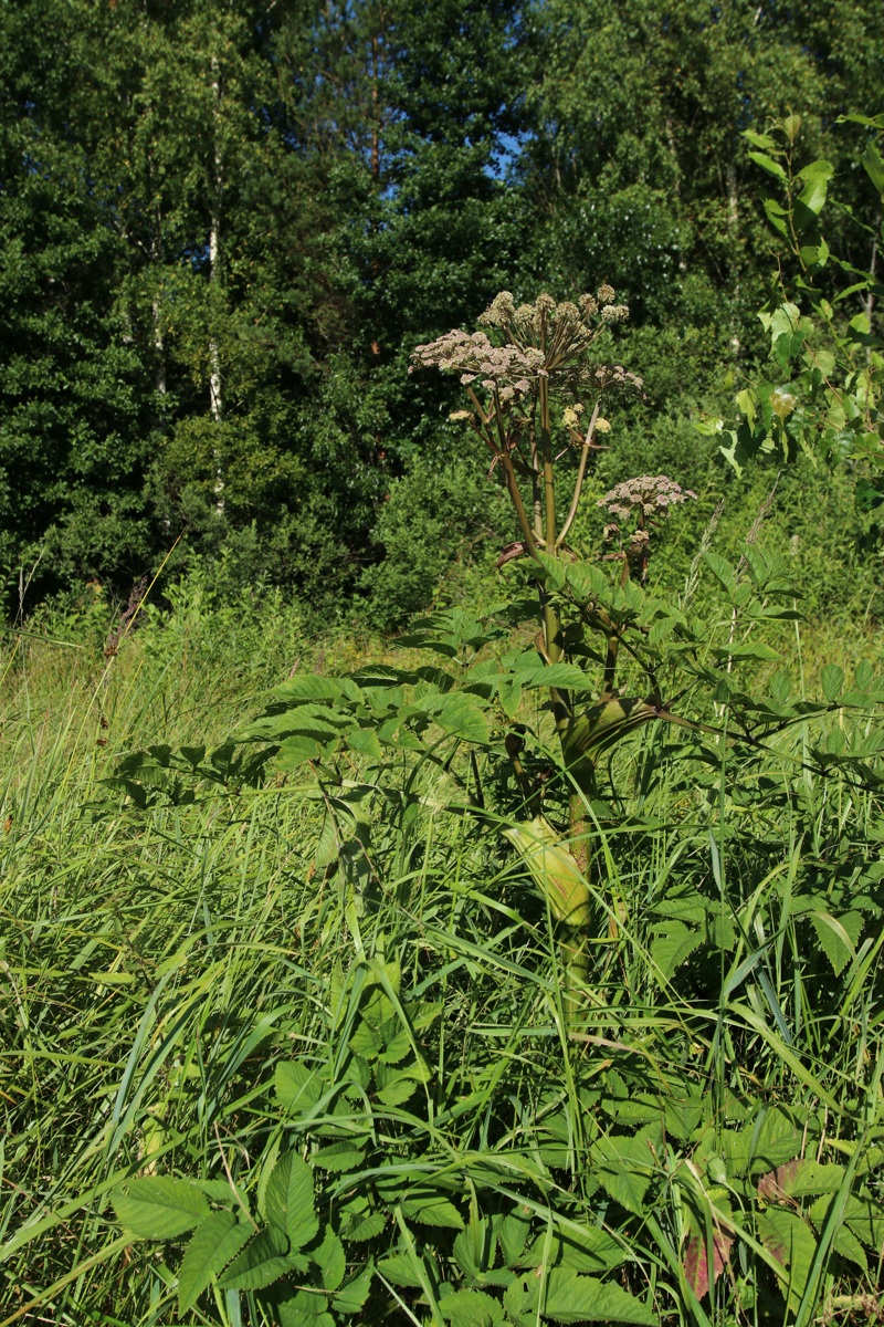 Image of Angelica sylvestris specimen.