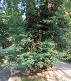 Sequoia sempervirens. Нижняя часть взрослого дерева. Абхазия, г. Сухум, Ботанический сад. 13.08.2024.