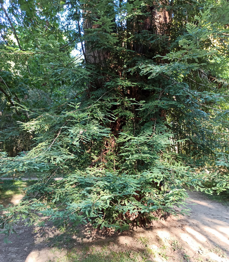 Изображение особи Sequoia sempervirens.