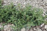 Glycyrrhiza uralensis. Цветущее растение. Кыргызстан, Нарынская обл., Ак-Талинский р-н, 7 км к юго-западу от с. Кош-Дёбё, южные отроги хр. Молдо-Тоо, выс. ~ 2850 м н.у.м., придорожная каменистая осыпь. 08.07.2026.