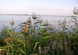 Phragmites altissimus. Плодоносящие растения среди берегового разнотравья. Ярославская обл., г. Ростов, берег оз. Неро. 04.08.2004.
