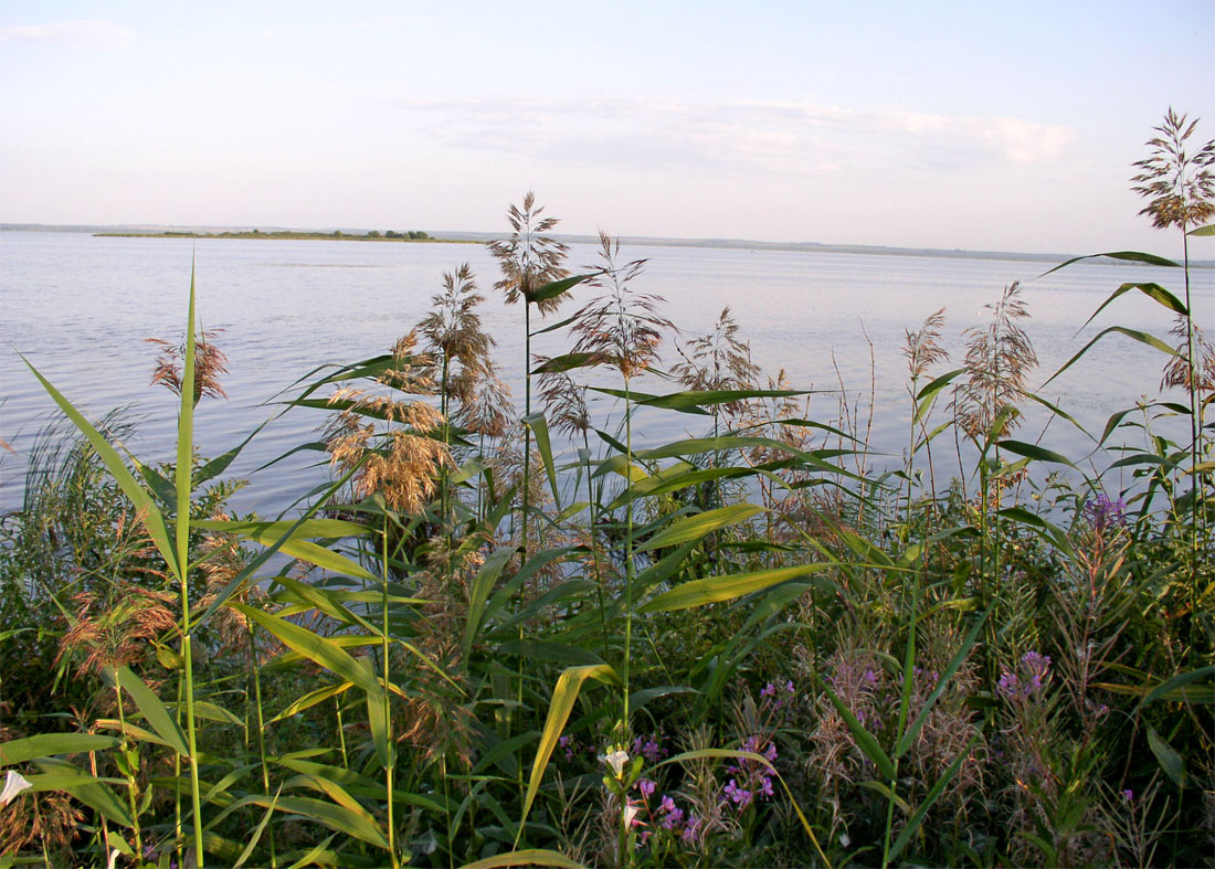 Изображение особи Phragmites altissimus.