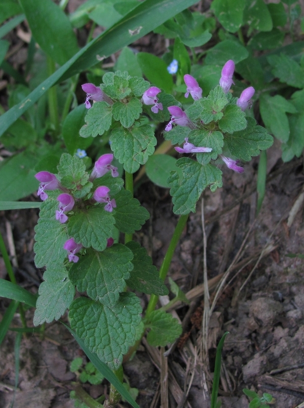 Изображение особи Lamium purpureum.