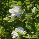 Gardenia jasminoides. Ветвь с цветками (cv. 'Florida' - \"Цветущая\"). В культуре. Сочи, Дендрарий. 27.06.2008.