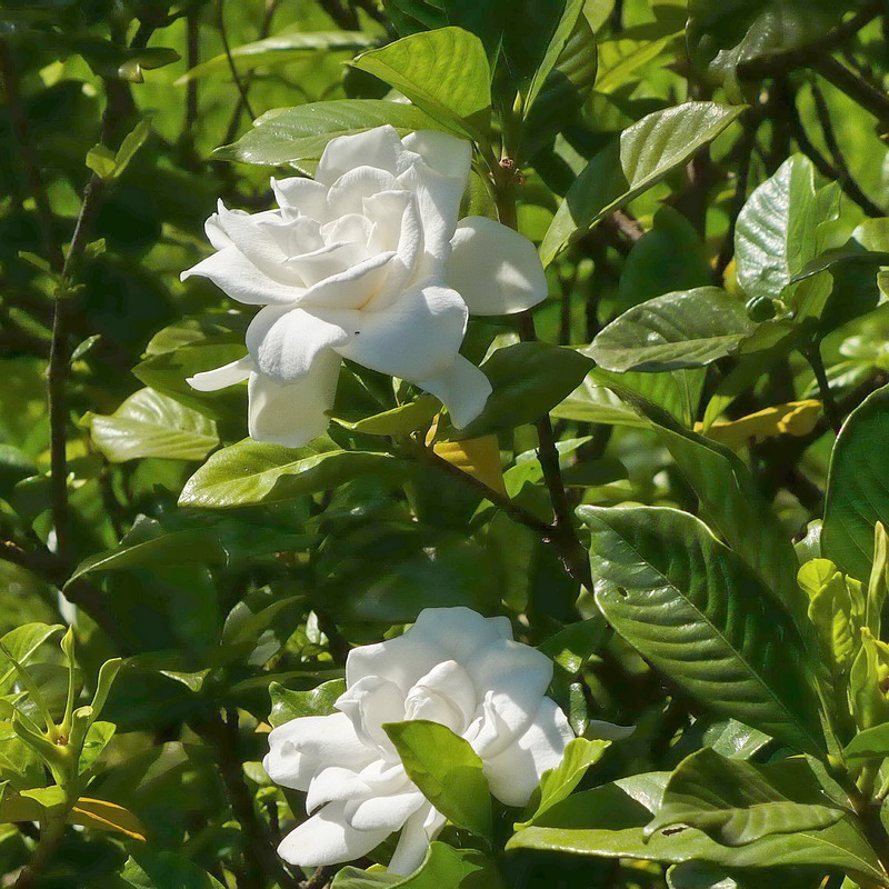 Image of Gardenia jasminoides specimen.