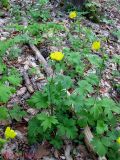 Ranunculus neapolitanus