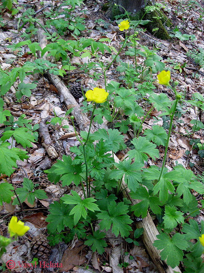 Изображение особи Ranunculus neapolitanus.