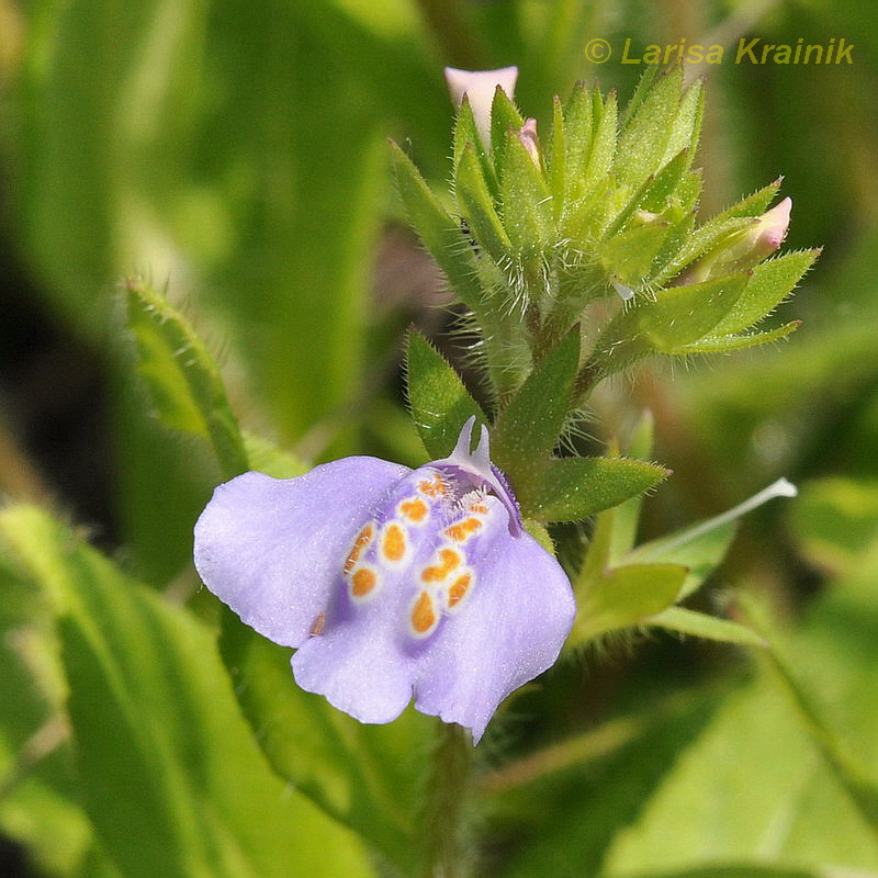 Image of Mazus stachydifolius specimen.