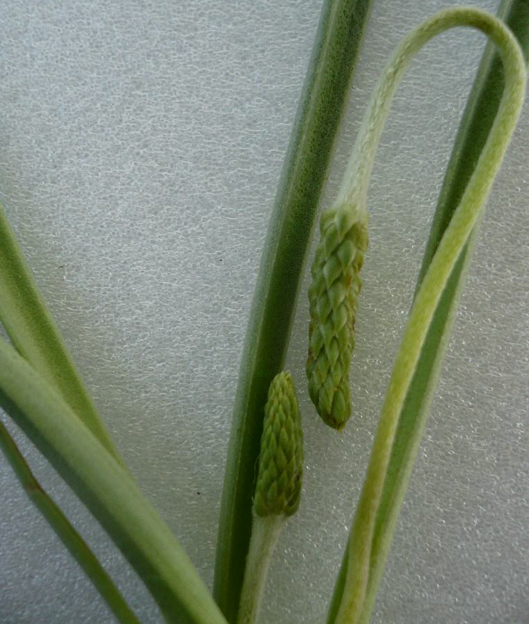 Image of Plantago salsa specimen.