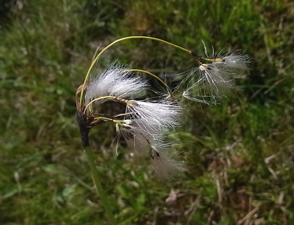 Изображение особи род Eriophorum.