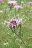 Centaurea salicifolia