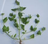 Atriplex prostrata