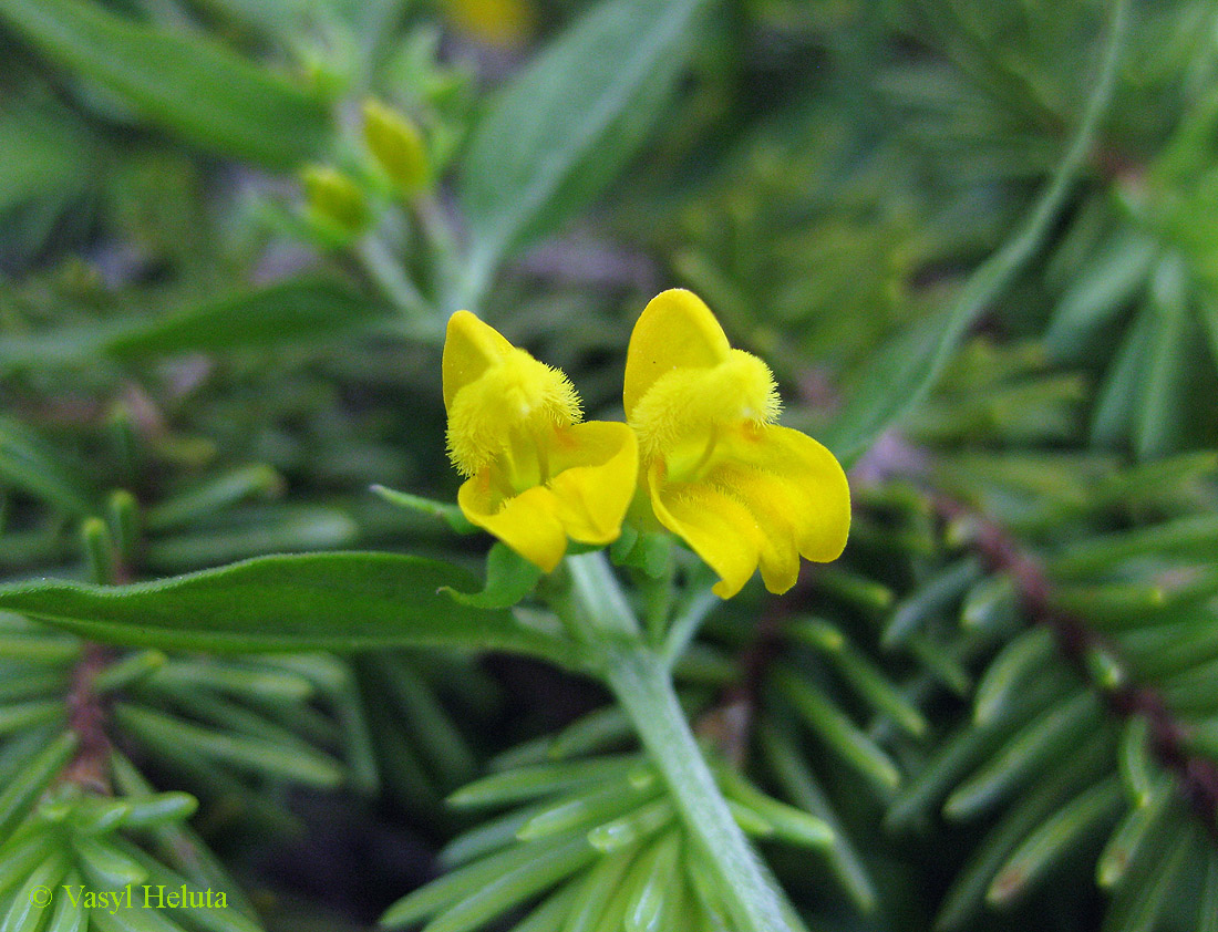 Изображение особи Melampyrum herbichii.