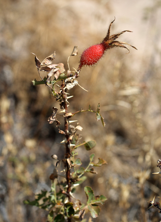 Image of Rosa fedtschenkoana specimen.