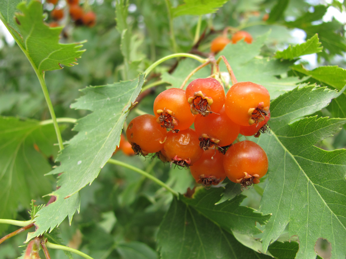 Изображение особи Crataegus korolkowii.