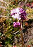 Valeriana capitata. Верхушка цветущего растения. П-ов Ямал, долина р.Сеяха-Мутная, типичная тундра. 17.07.2006.