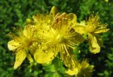 Hypericum maculatum