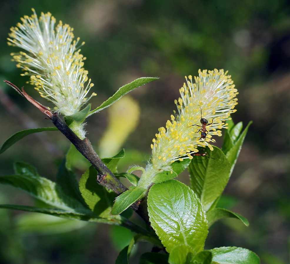 Image of Salix myrsinifolia specimen.