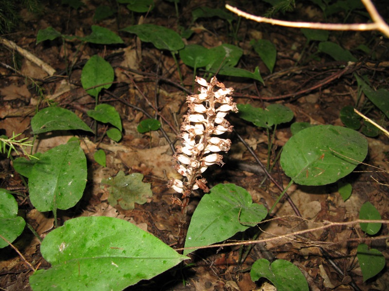 Image of Neottia nidus-avis specimen.