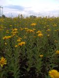 Inula aspera