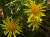 Scorzonera humilis. Недавно раскрывшиеся соцветия. Все корзинки обычно имеют персональный высокий (около 60 см, иногда выше) прочный вертикальный стебель, опушенный редкими, крючкообразно загнутыми вниз беловатыми волосками.