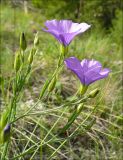 Image of taxon representative. Author is Михаил Лучкин