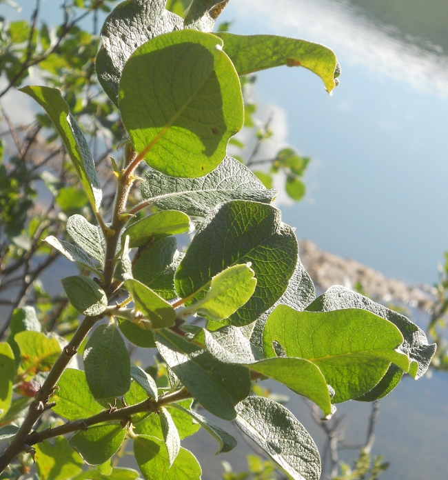 Image of Salix lanata specimen.
