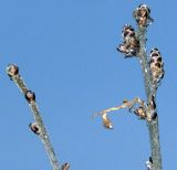 Betula nana. Ветви с почками. Санкт-Петербург, Лахтинское болото. 5.04.2008.