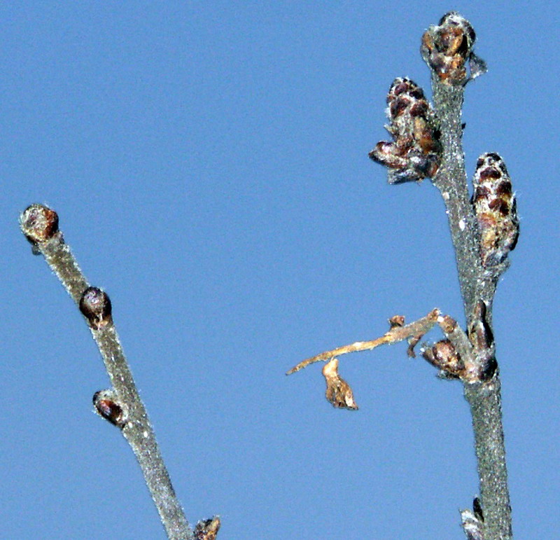 Image of Betula nana specimen.