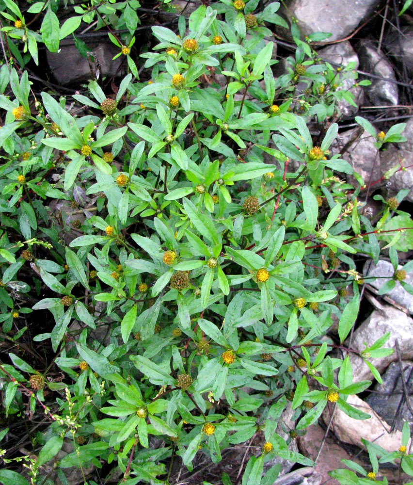 Image of Bidens connata specimen.