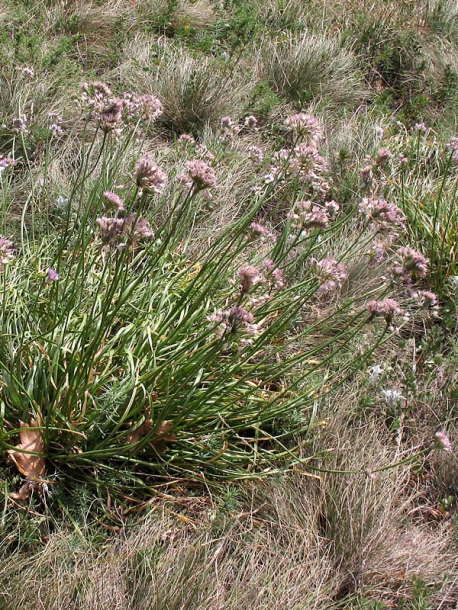 Image of Allium lusitanicum specimen.