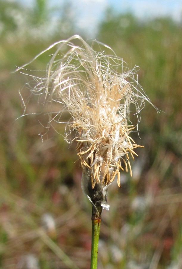 Изображение особи Eriophorum russeolum.